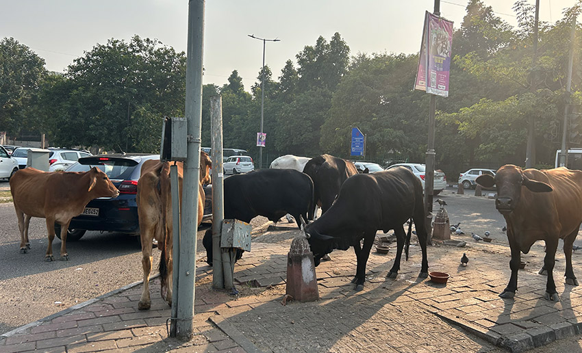 Image with cows