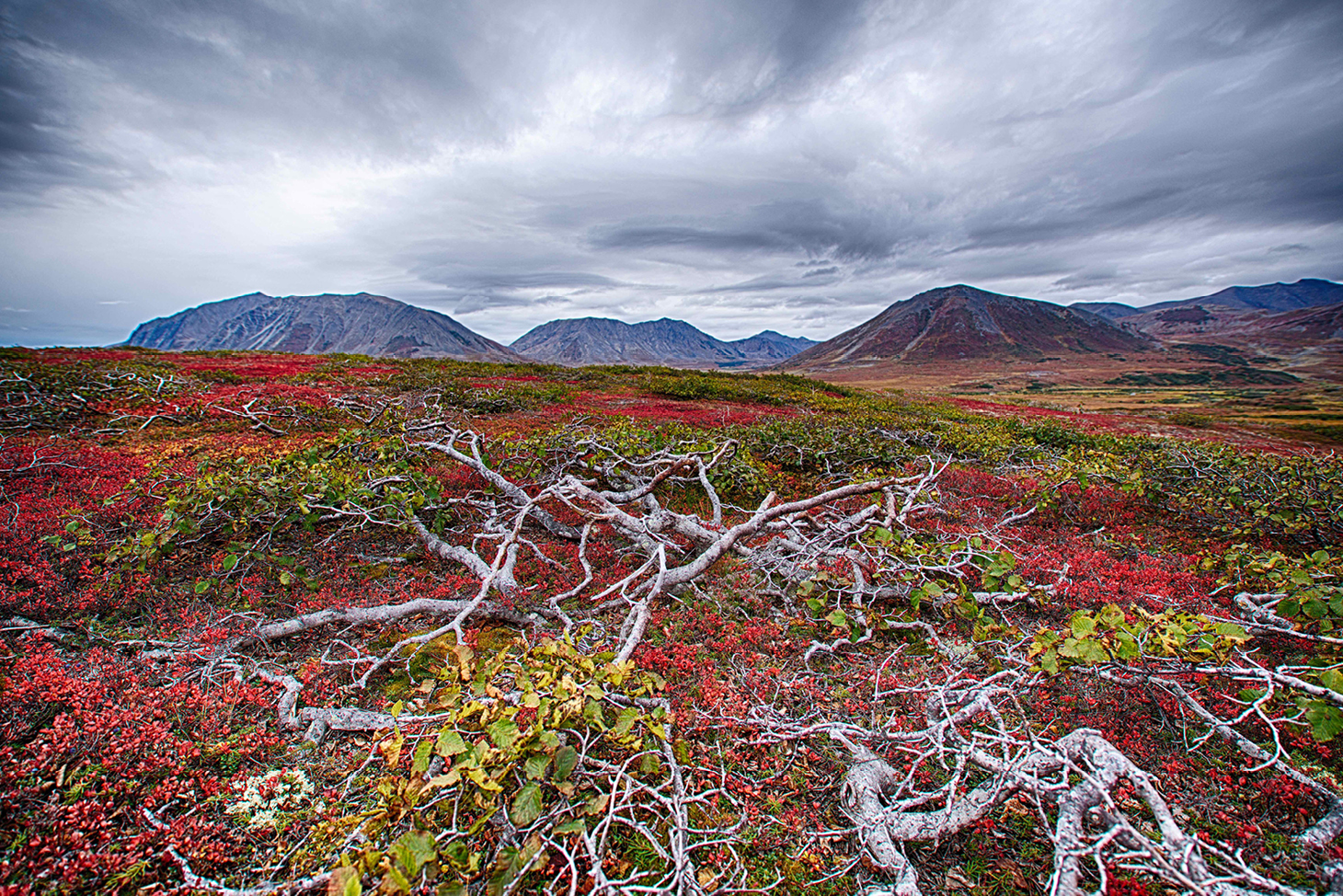 canadian tundra red lichens dark sky