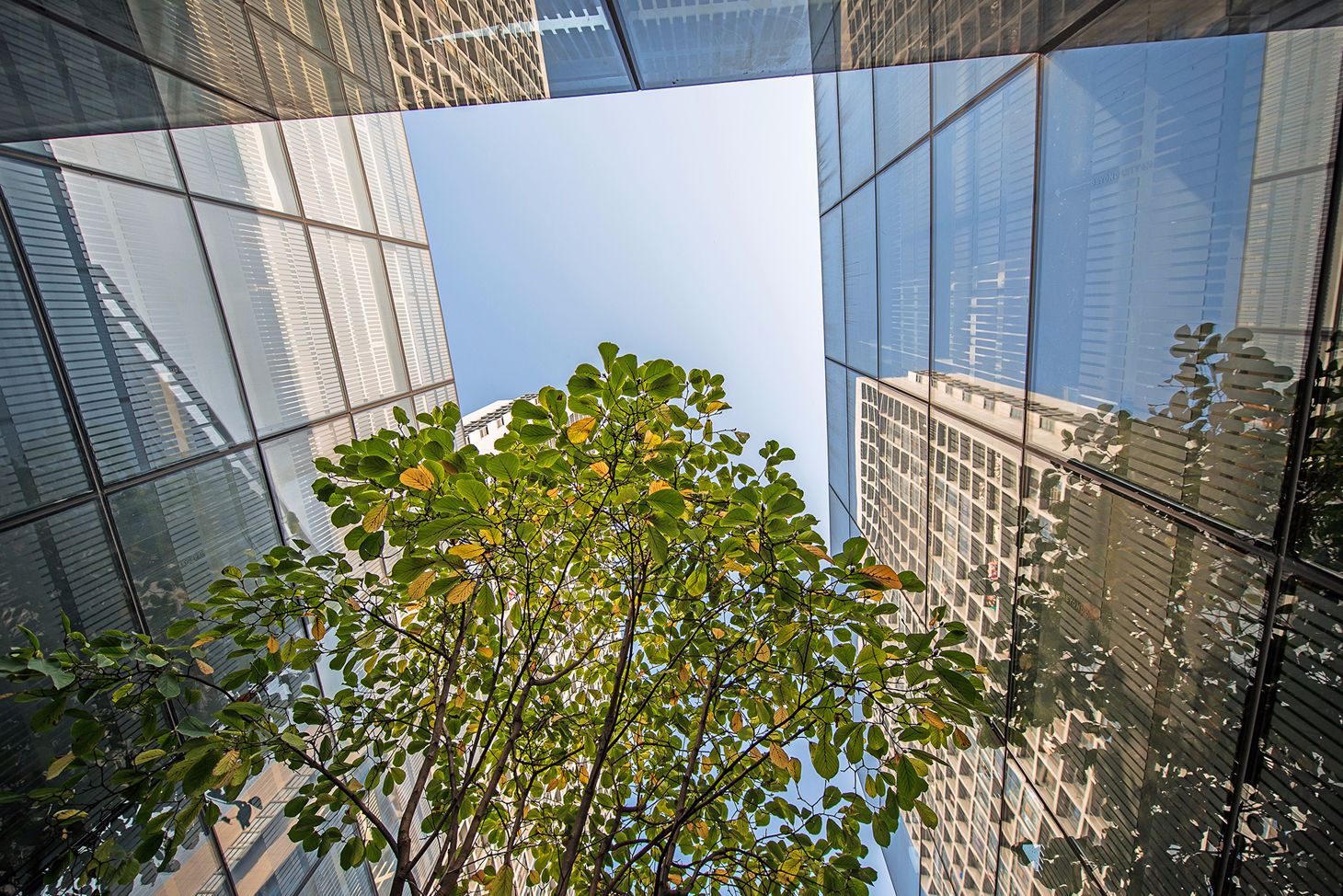 looking up at buildings with tree